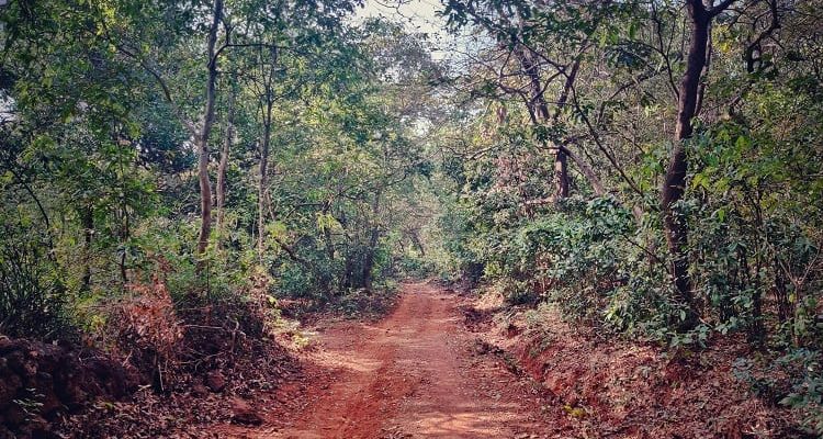 Nature walk in a Wildlife Forest